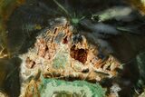 Green Chromium Petrified Wood (Woodworthia) End-Cut - Zimbabwe #379392-1